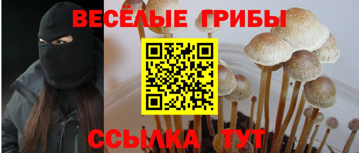 цена   Вход с VPN  Касимов  Псилоцибиновые грибы Psilocybine cubensis  Галлюциногенные грибы Psilocybe 